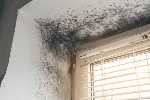 Affordable Mold Testing solutions in Dublin, TX